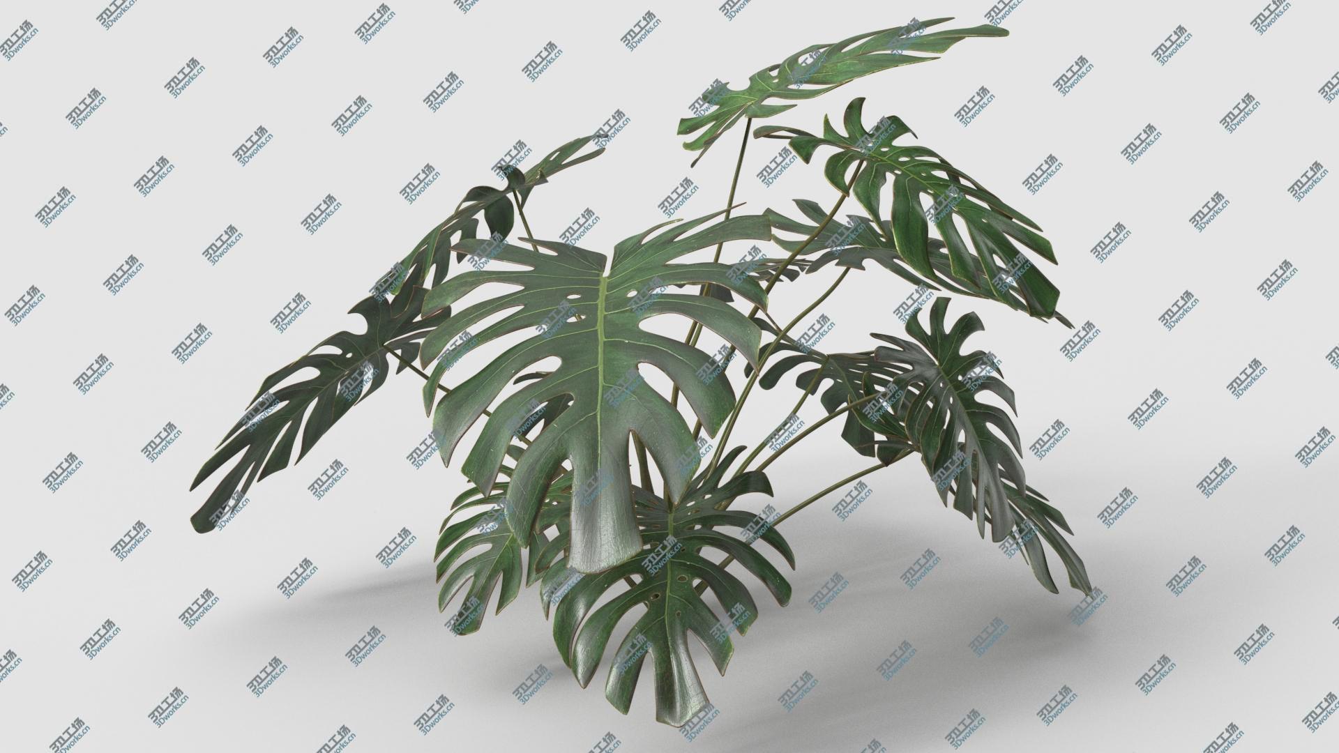 images/goods_img/2021040163/Plant Monstera Deliciosa 3D model/1.jpg